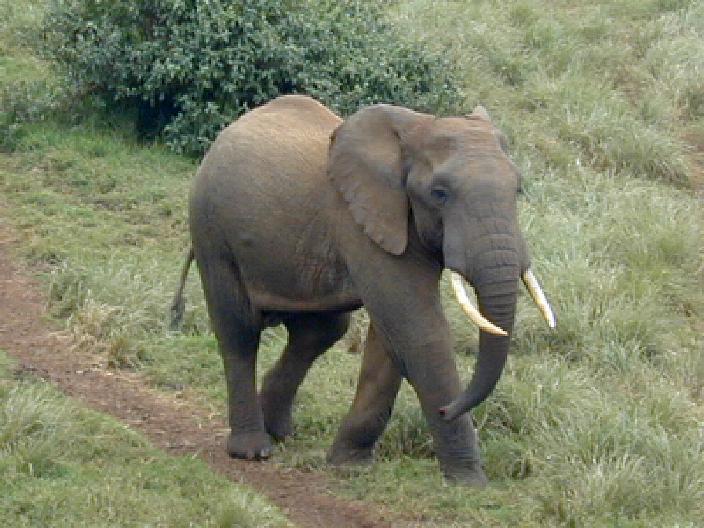 elephant.jpg