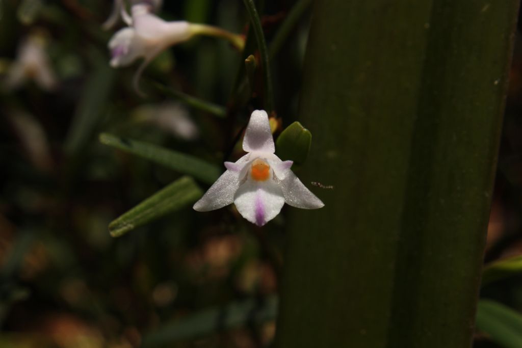 http://www.orchidspecies.com/orphotdir/acrorroseola.jpg