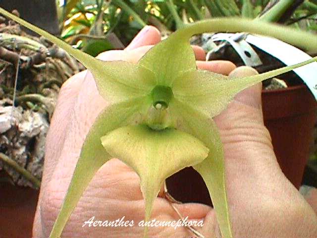 TÌNH YÊU LAN - Page 62 Aeranntenephora