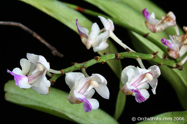 http://www.orchidspecies.com/orphotdir/aerfalcatum.jpg