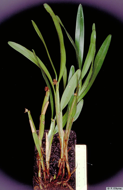 http://www.orchidspecies.com/orphotdir/agrosplanicaule.jpg