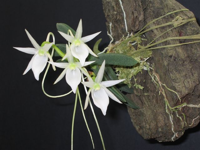 Risultati immagini per Angraecum aloifolium
