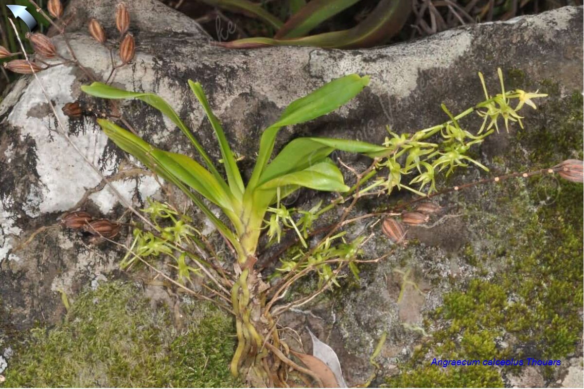 Rare Angraecum calceolus orchid plant FS 