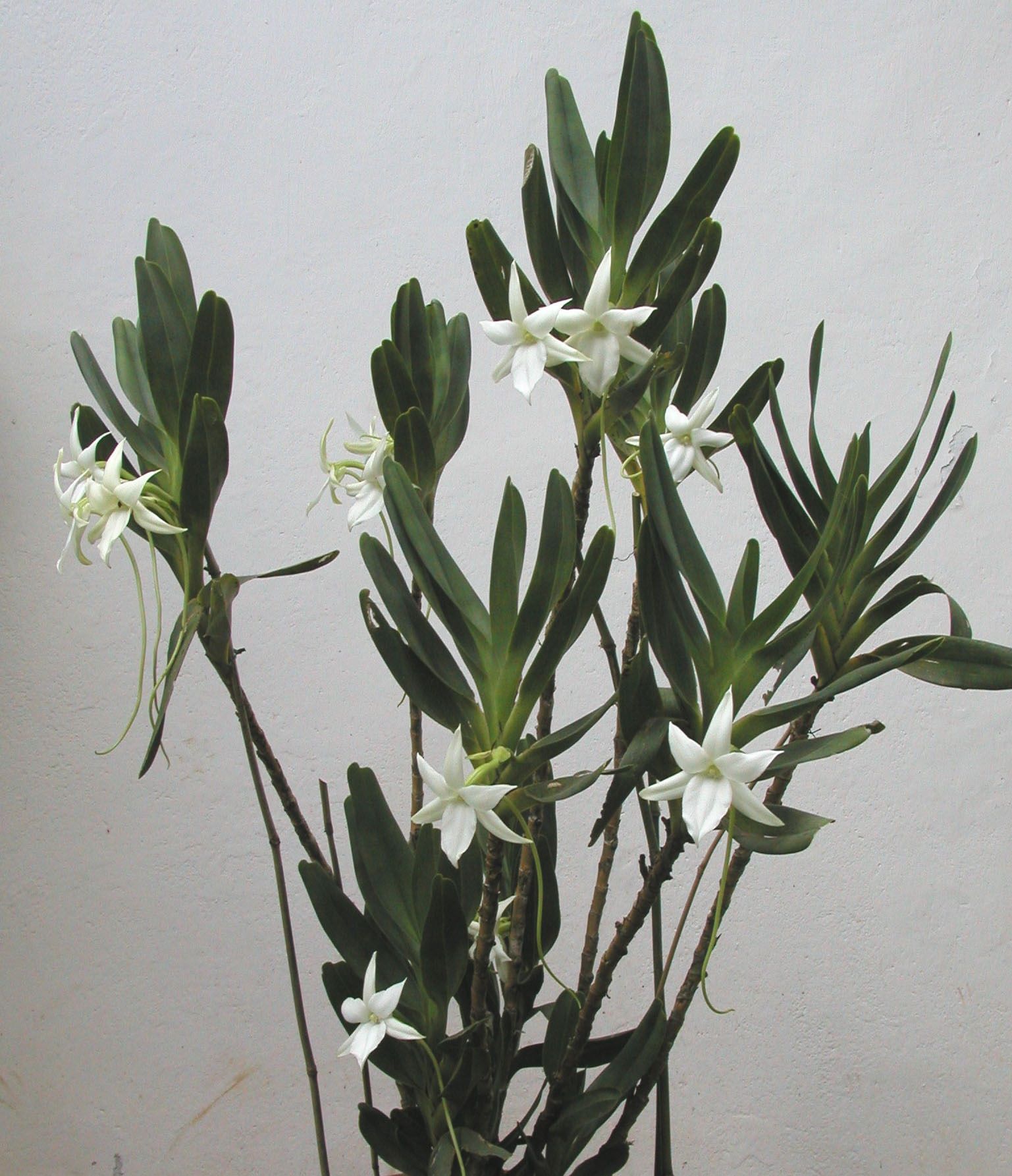 http://www.orchidspecies.com/orphotdir/angraesororium.jpg