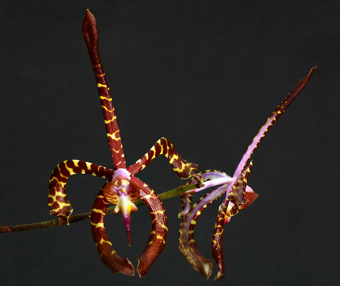 http://www.orchidspecies.com/orphotdir/arachanamensis.jpg