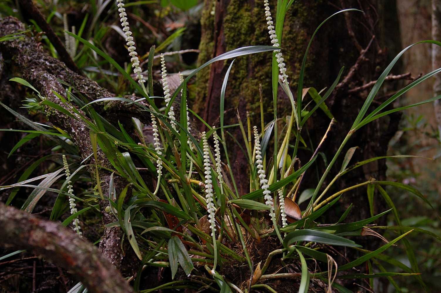 http://www.orchidspecies.com/orphotdir/ascidilongifolia.jpg
