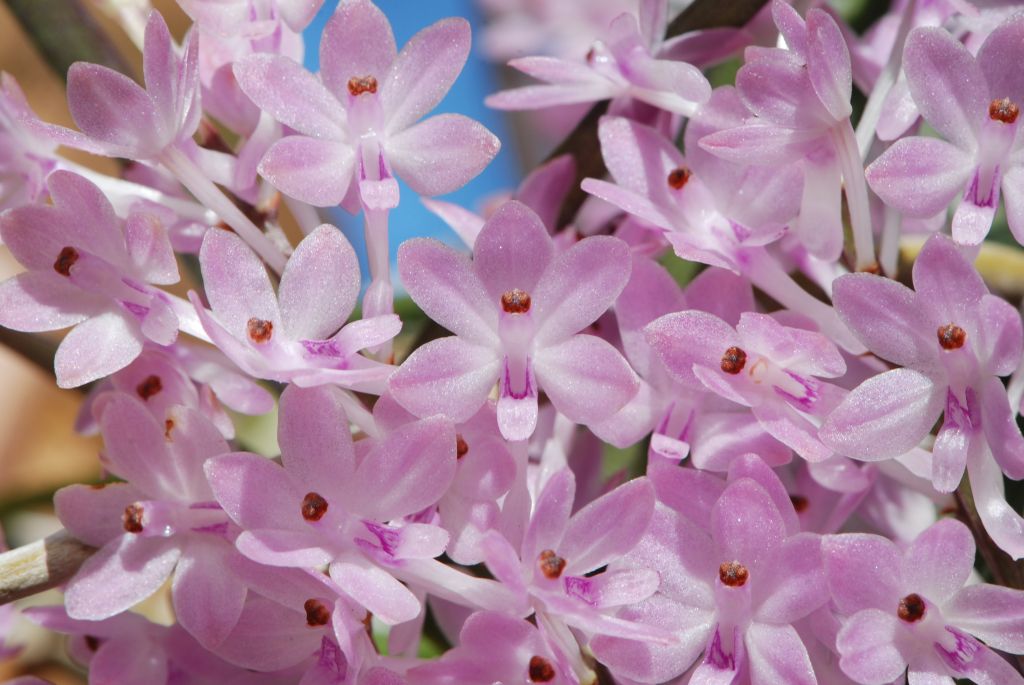 hoa lan tử hoàng - Ascocentrum christensonianum Haager