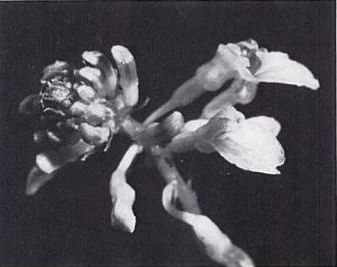 http://www.orchidspecies.com/orphotdir/auxkameronensis.jpg