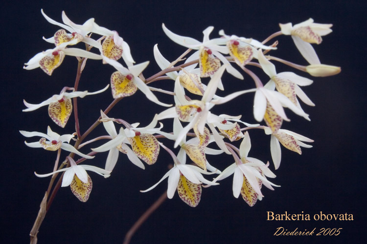 http://www.orchidspecies.com/orphotdir/barkobvata.jpg