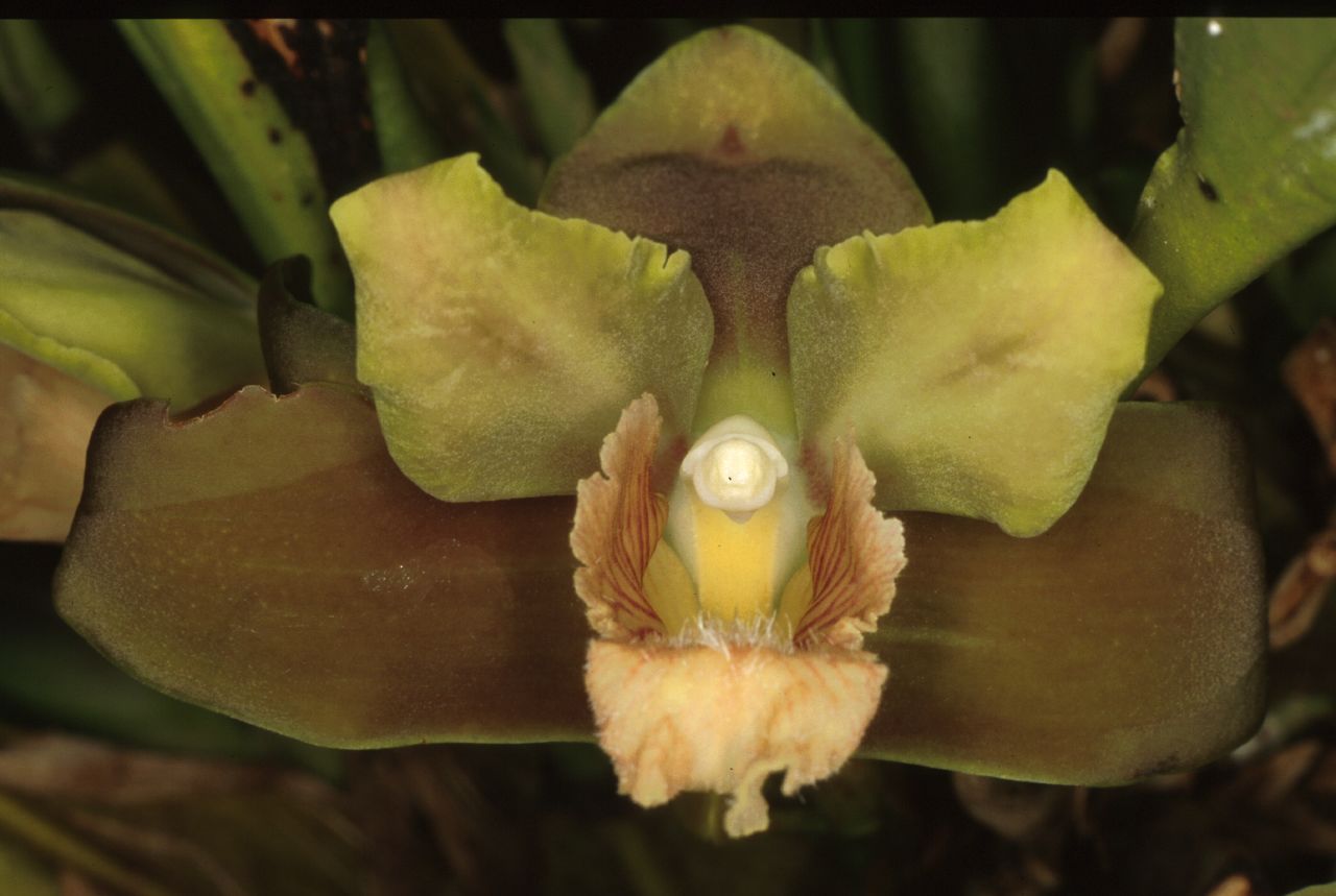 http://www.orchidspecies.com/orphotdir/bifrinodora.jpg