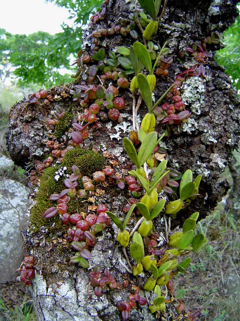 http://www.orchidspecies.com/orphotdir/bulboelliottii.jpg