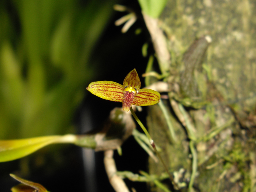 http://www.orchidspecies.com/orphotdir/bulbojohnsoni.jpg