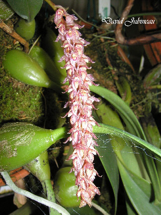 http://www.orchidspecies.com/orphotdir/bulbolilacinum.jpg
