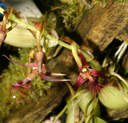 Risultati immagini per Bulbophyllum barbigerum