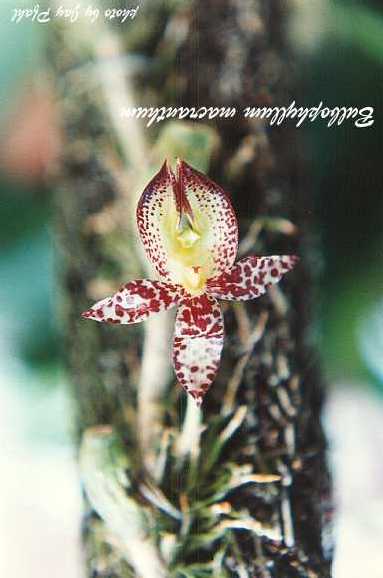 Bulbophyllum macranthum orchid species plant BLOOM SIZE Thailand CITES PHYTO 