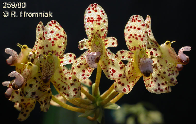 Seedling Details about   Orchid Species Bulbophyllum violaceolabellum 