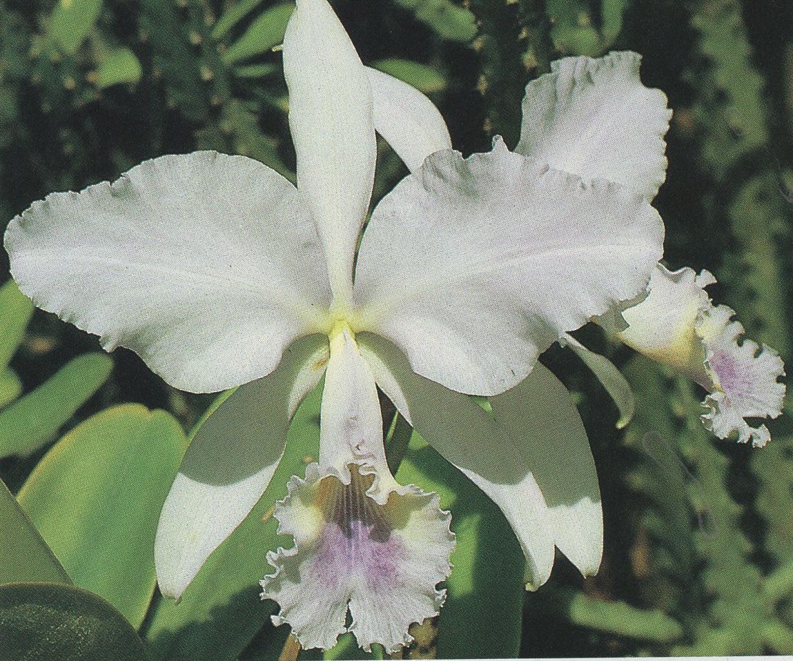 Cattleya Eximia (C. warneri frm. semi alba Showoff x C. purpurata El  Supremo)[Example of Virused Cattleya] : r/orchids