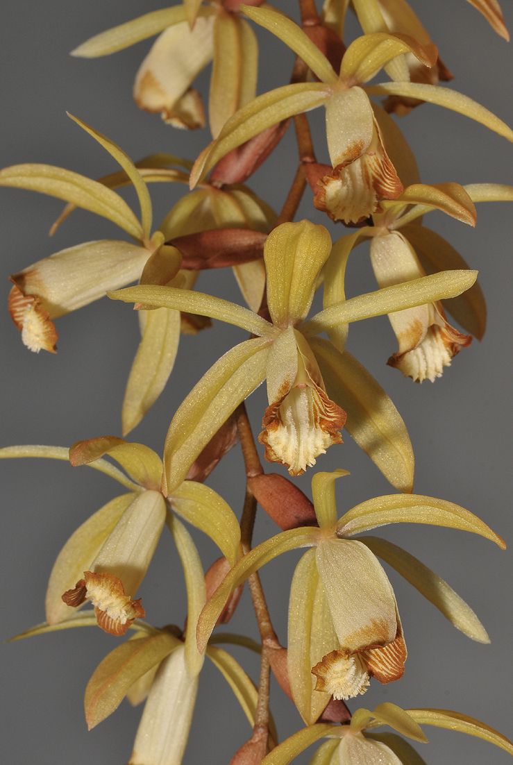 Coelogyne bruneiensis de Vogel 1992 SECTION Tomentosae | IOSPE