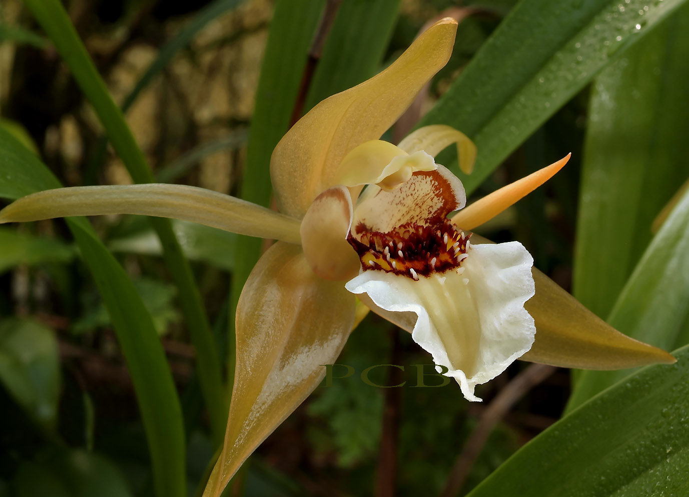 http://www.orchidspecies.com/orphotdir/coelogylawrence.jpg