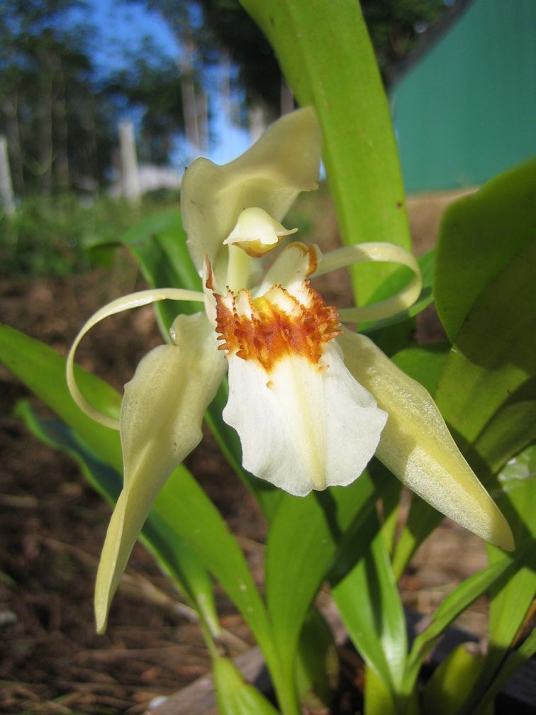 http://www.orchidspecies.com/orphotdir/coelogyneberhardt.jpg