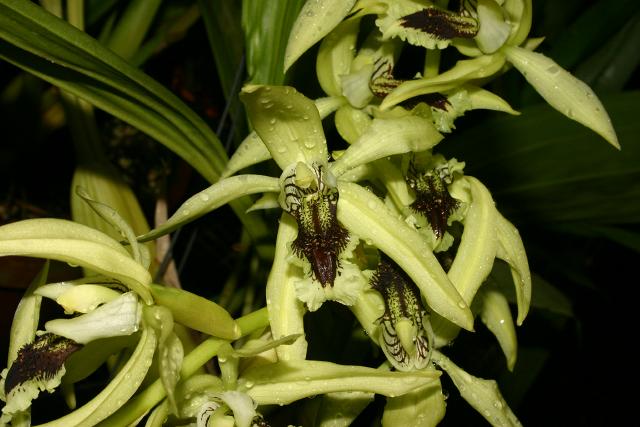 http://www.orchidspecies.com/orphotdir/coelogypandurata.jpg
