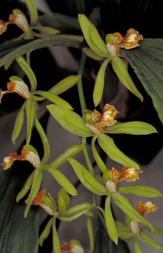 http://www.orchidspecies.com/orphotdir/coelopelastes.jpg