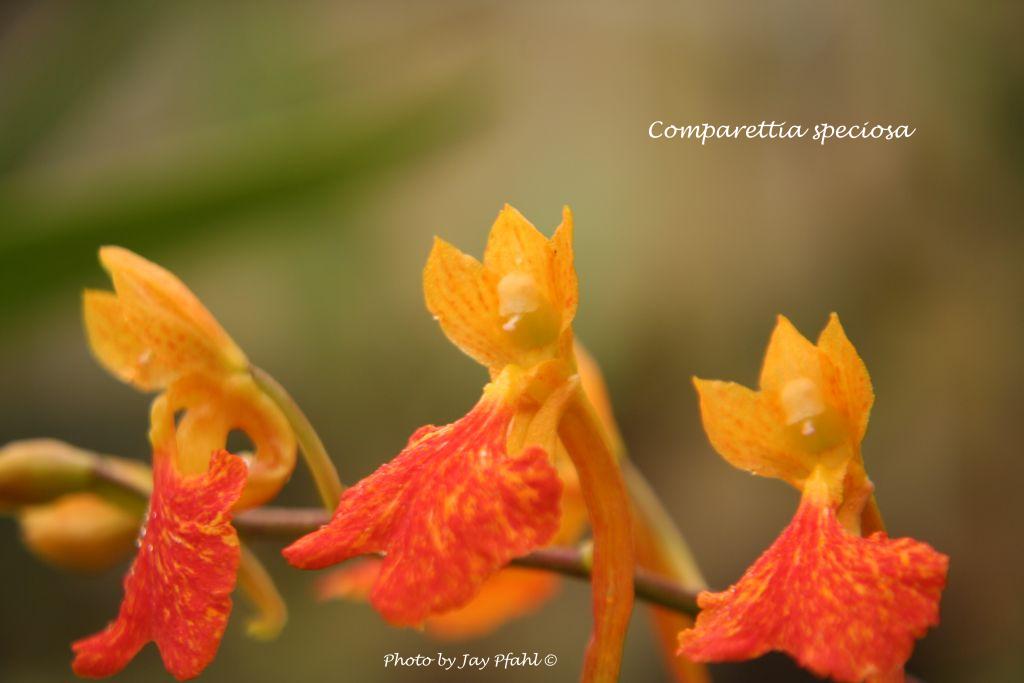 IOSPE PHOTOS