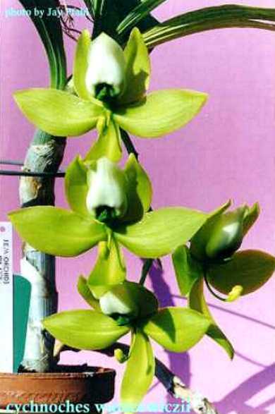 PHYTO CERTIFICATE Bulbophyllum Physometrum miniature orchid plant species 
