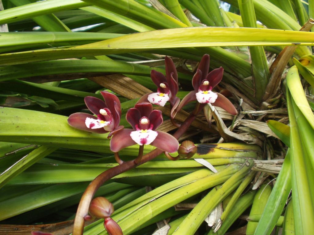 http://www.orchidspecies.com/orphotdir/cymatropurpureum.jpg