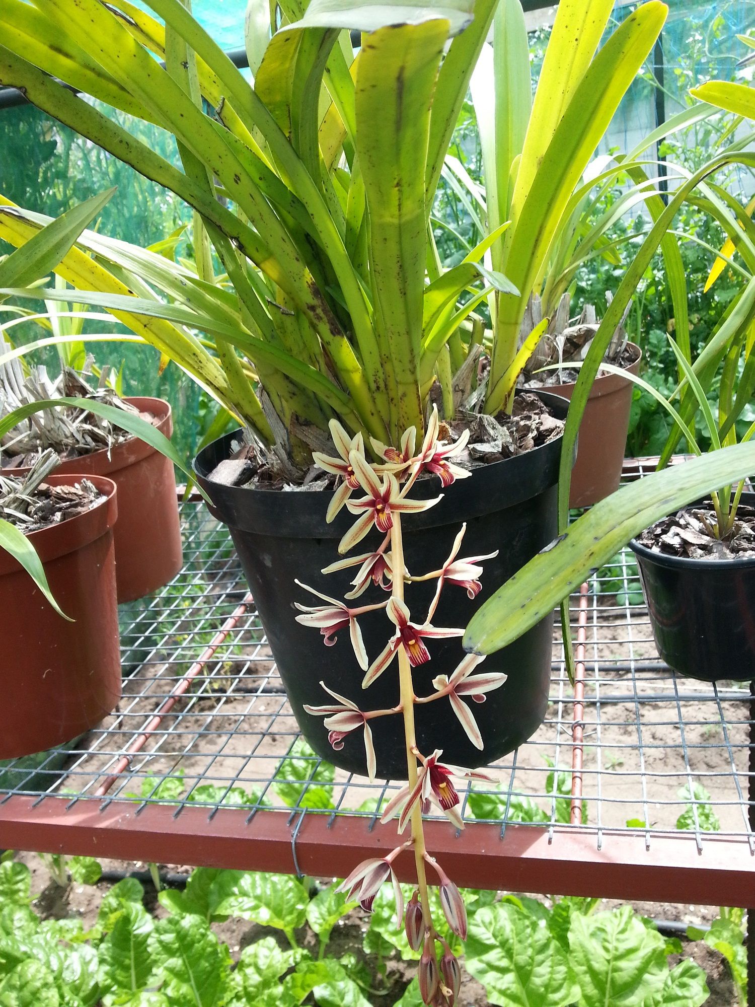 http://www.orchidspecies.com/orphotdir/cymbaloeifolium.jpg