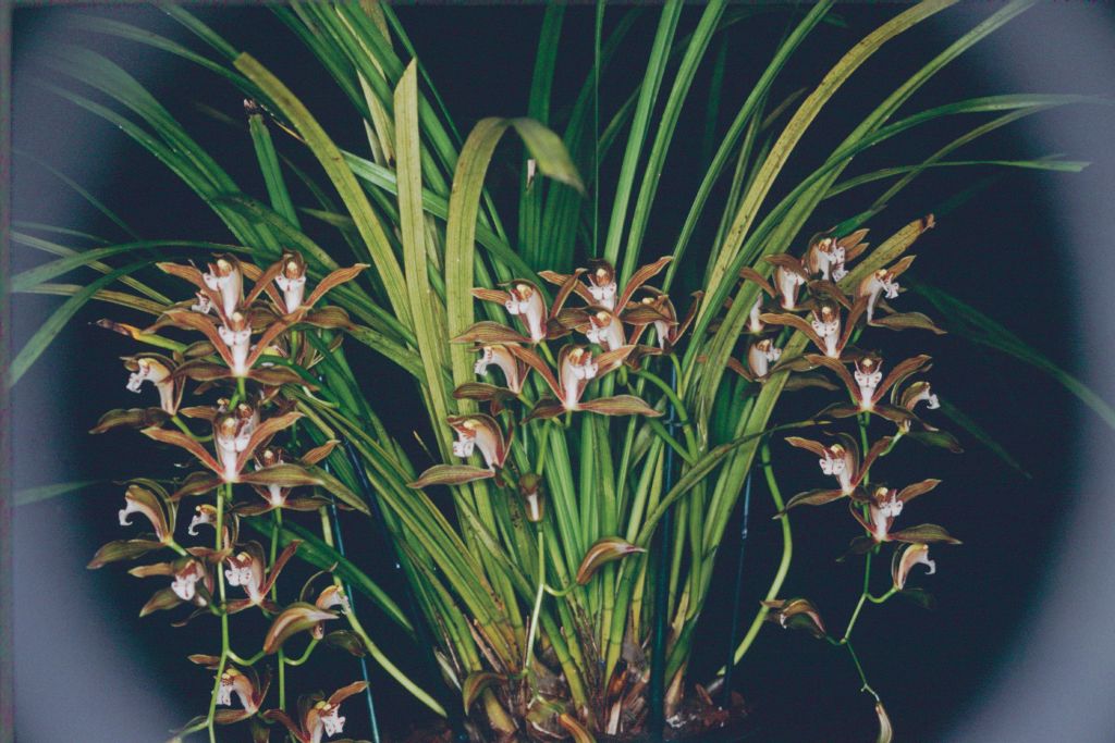 http://www.orchidspecies.com/orphotdir/cymbidierythreum.jpg