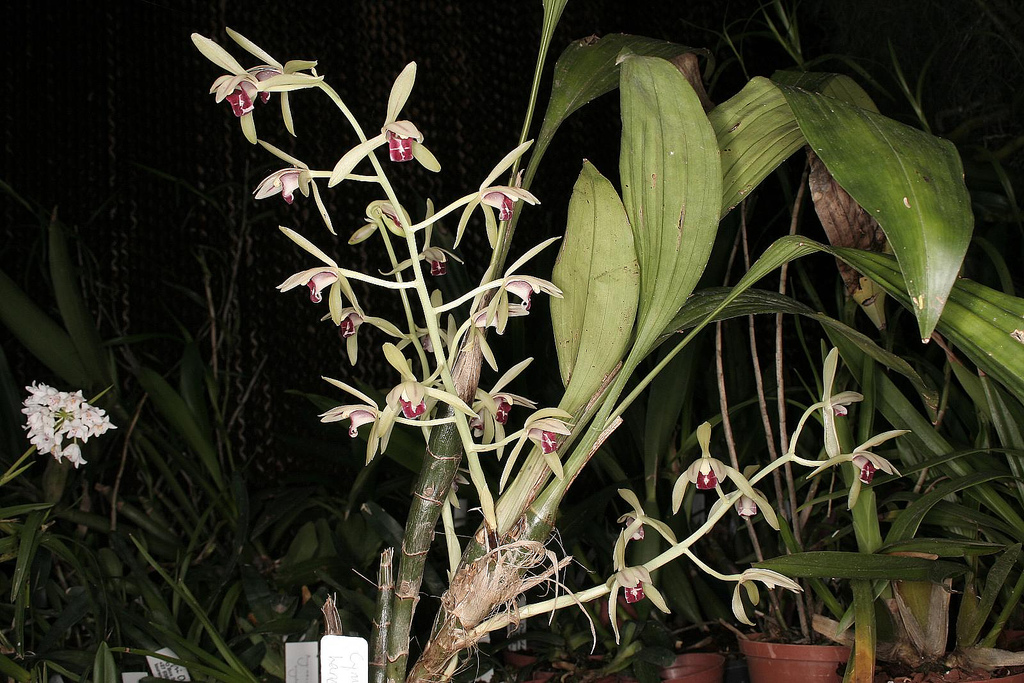 http://www.orchidspecies.com/orphotdir/cymbidiulancifolium.jpg