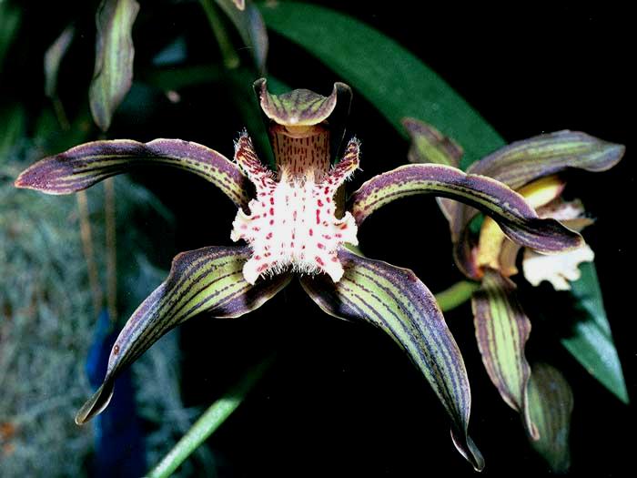 Cymbidium tracyanum discount