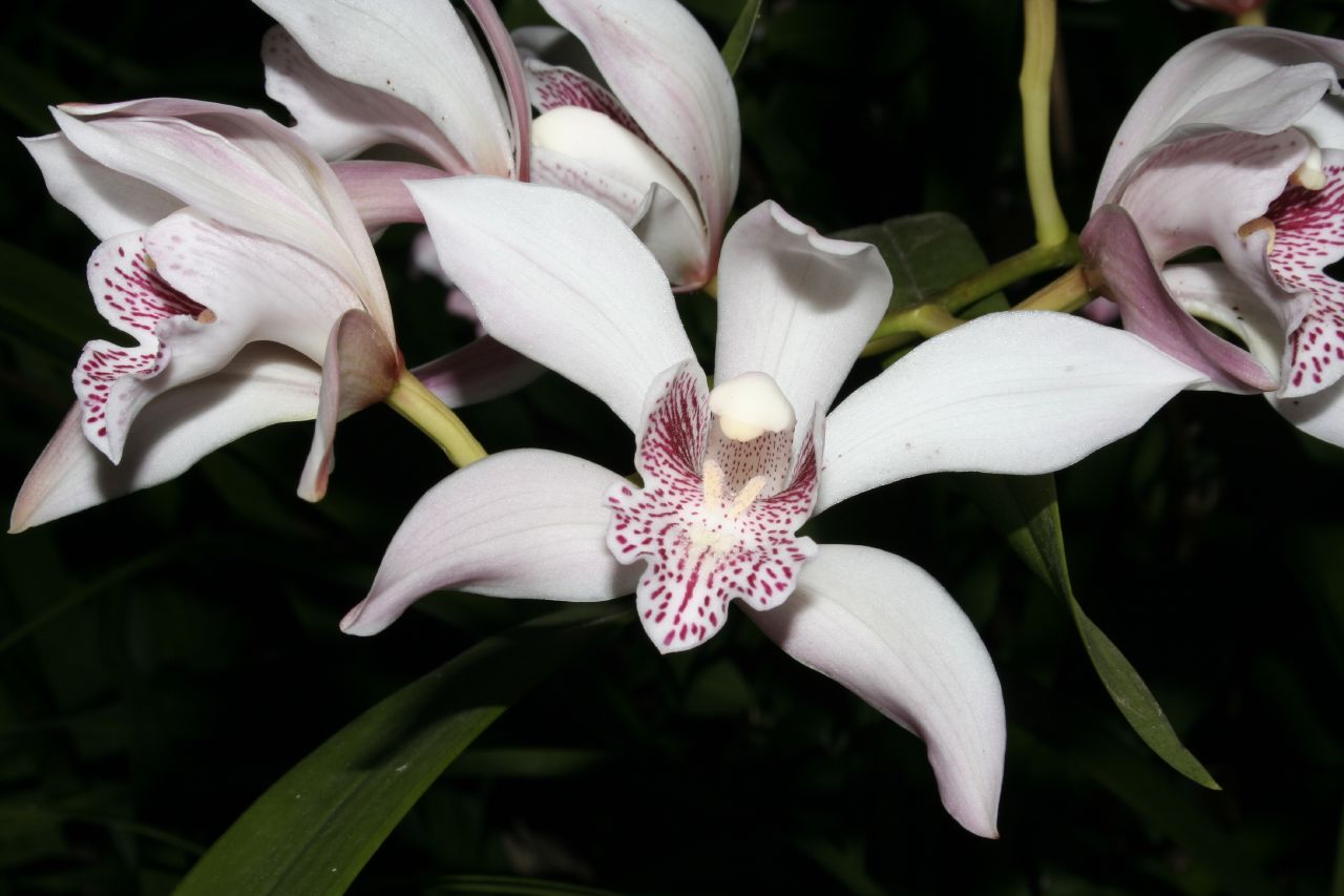 http://www.orchidspecies.com/orphotdir/cyminsigne.jpg