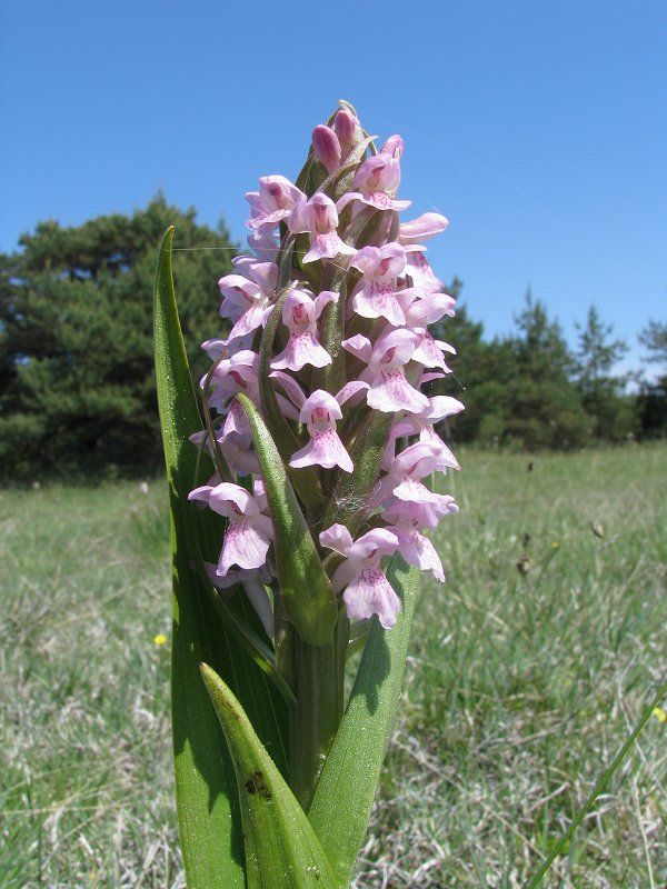 Salep orchid (Dactylorhiza incarnata ssp. incarnata)