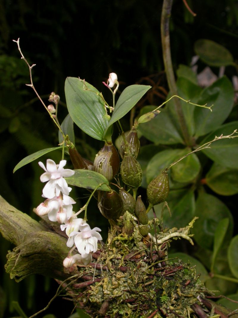 http://www.orchidspecies.com/orphotdir/denaberrans.jpg