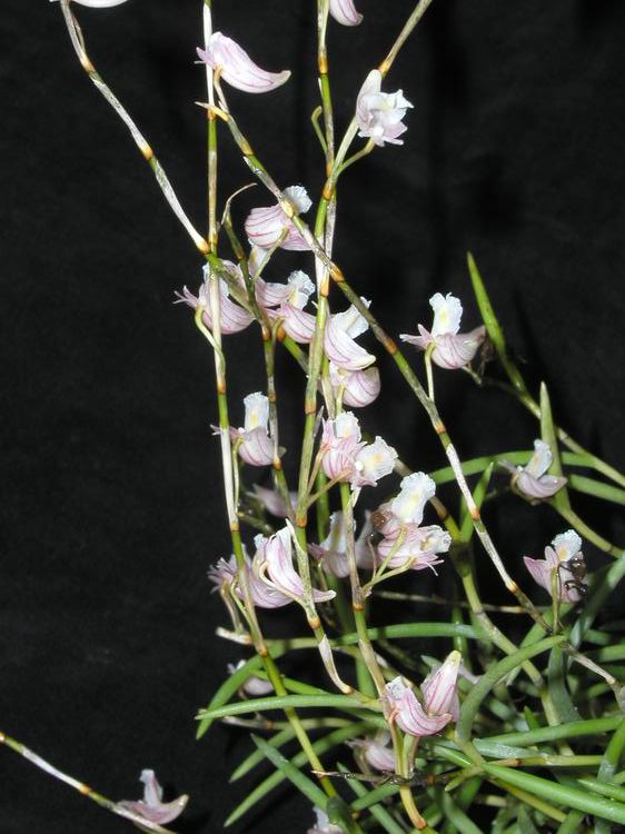 http://www.orchidspecies.com/orphotdir/denacerosum.jpg