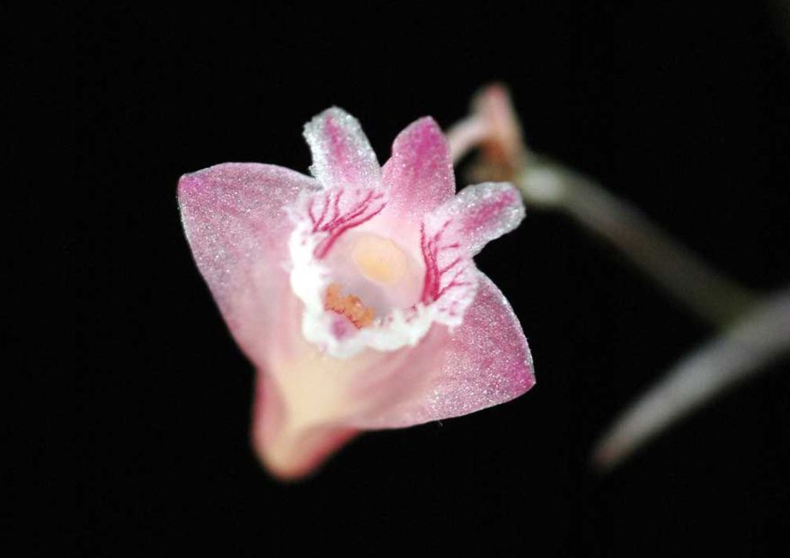 http://www.orchidspecies.com/orphotdir/denaciculare.jpg