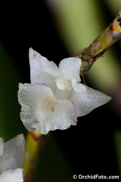 http://www.orchidspecies.com/orphotdir/dendaciniciforme.jpg