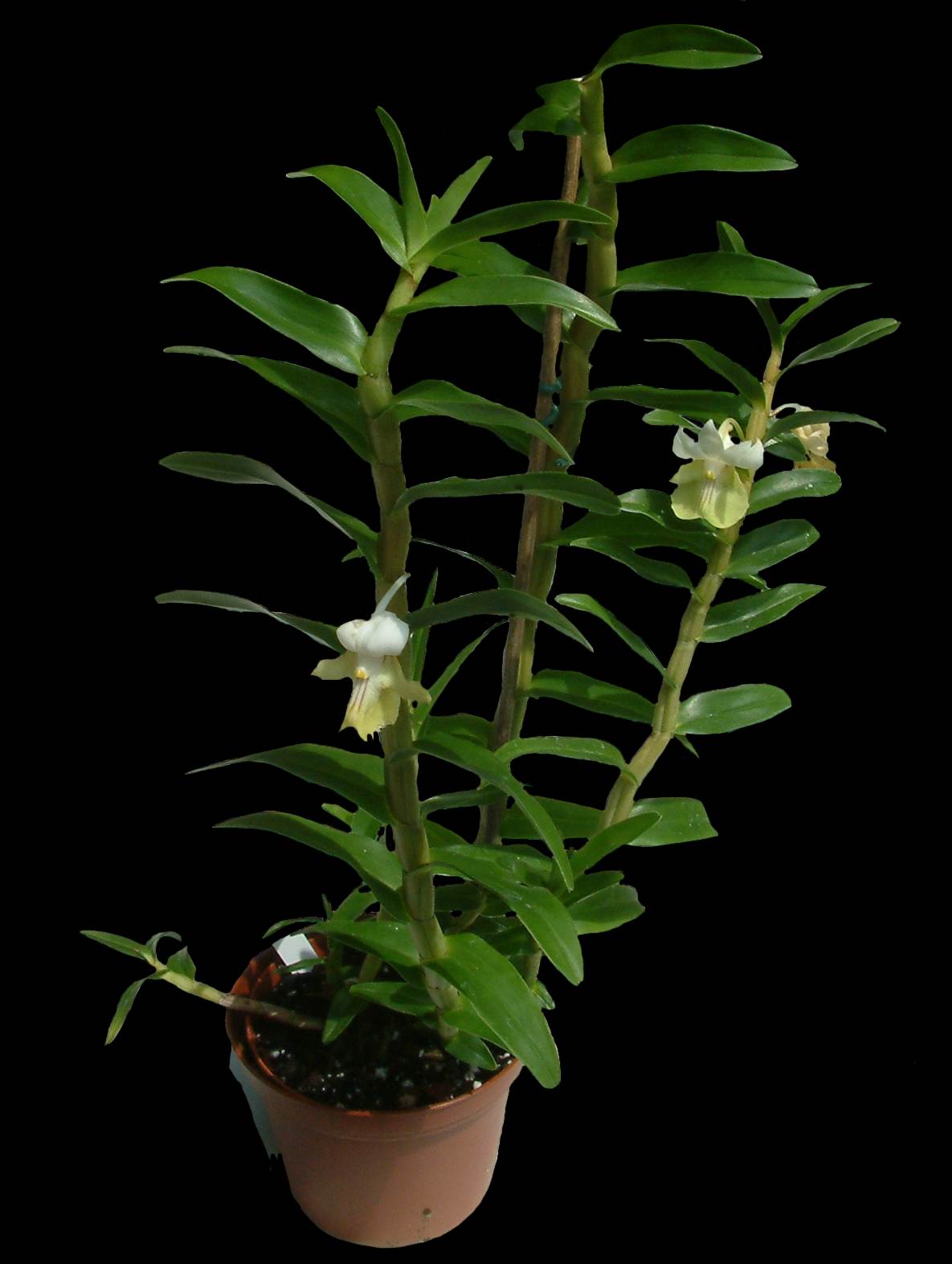 http://www.orchidspecies.com/orphotdir/dendaustrocaledonicum.jpg