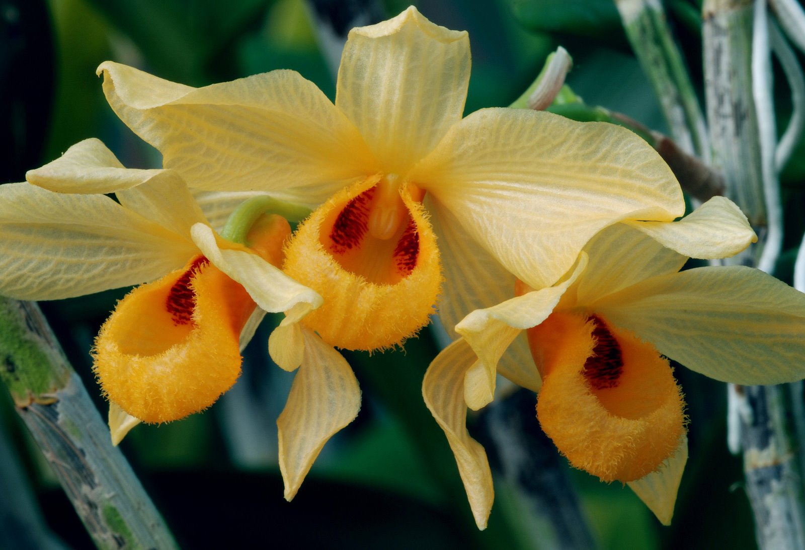 http://www.orchidspecies.com/orphotdir/dendmoschatum.jpg