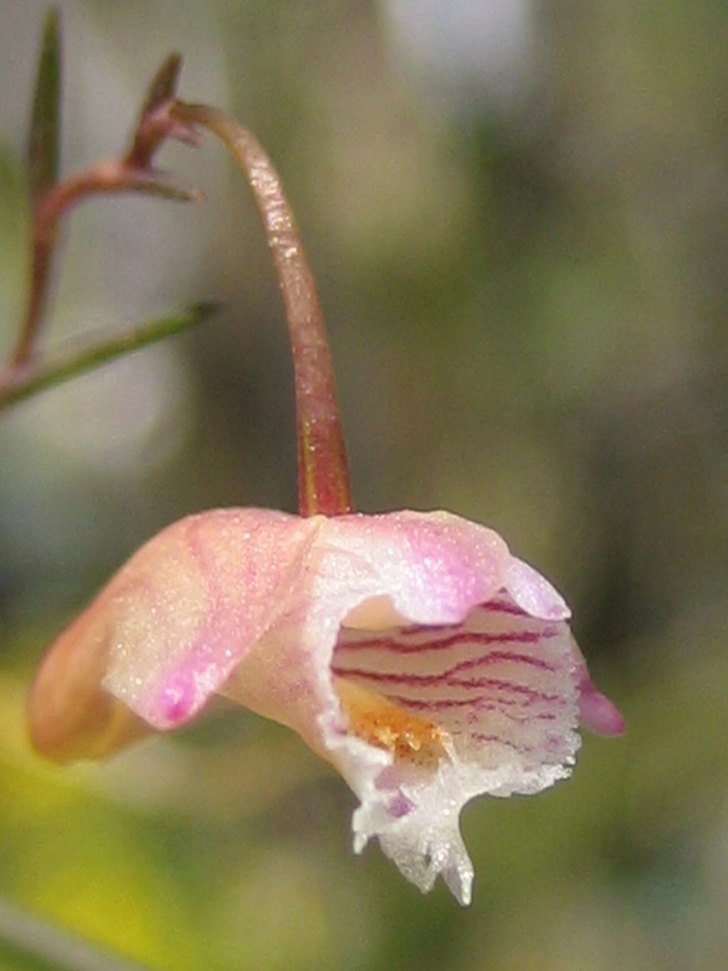 http://www.orchidspecies.com/orphotdir/dendrobiaciculare.jpg