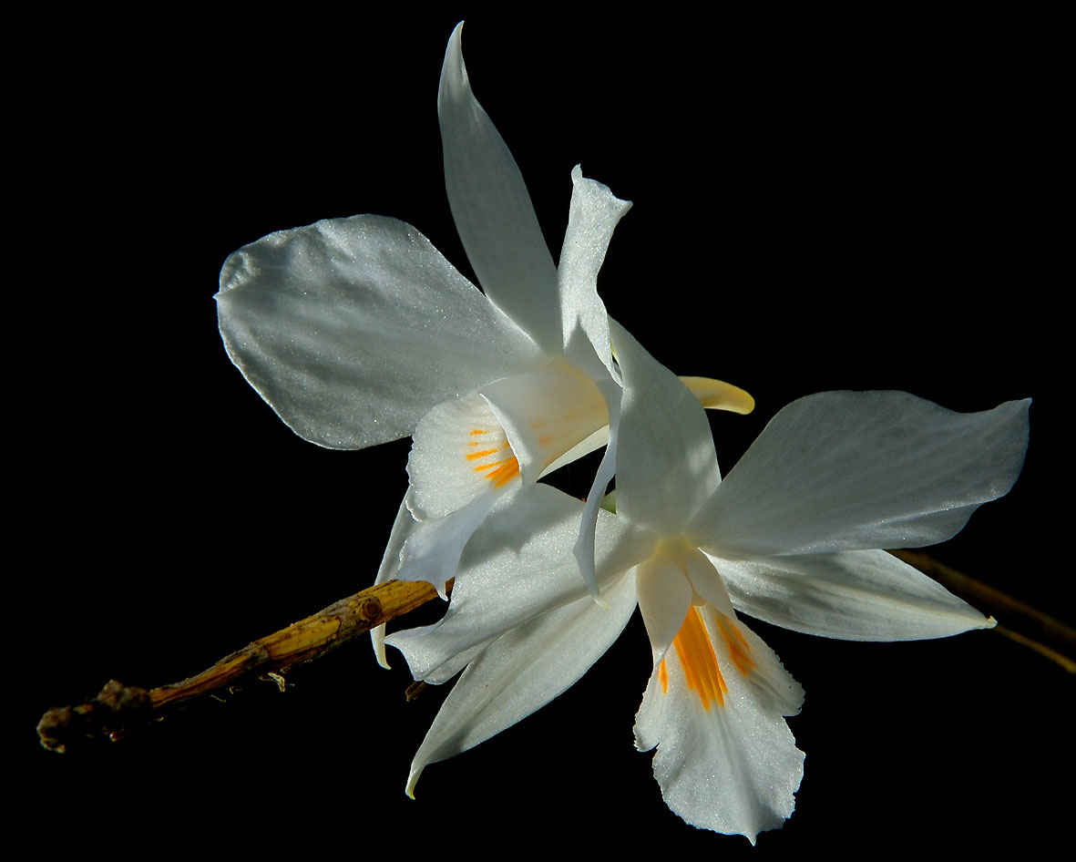 http://www.orchidspecies.com/orphotdir/dendrobiinfundibulum.jpg