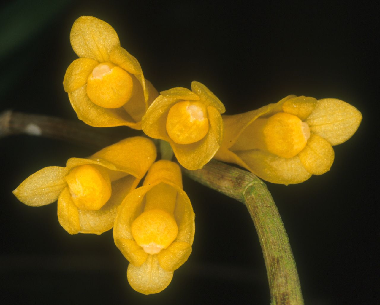Common Orchid Species