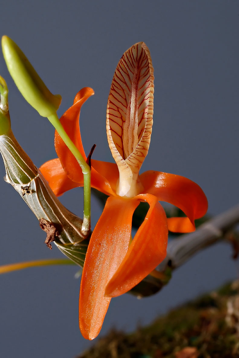 http://www.orchidspecies.com/orphotdir/dendrobiumunicu.jpg