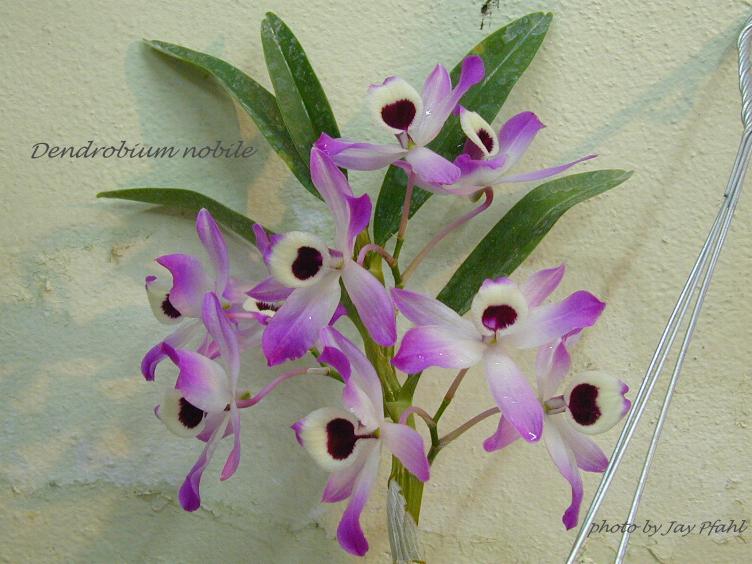 http://www.orchidspecies.com/orphotdir/dendrobnobile.jpg