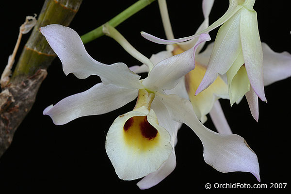 http://www.orchidspecies.com/orphotdir/dendrosignatum.jpg
