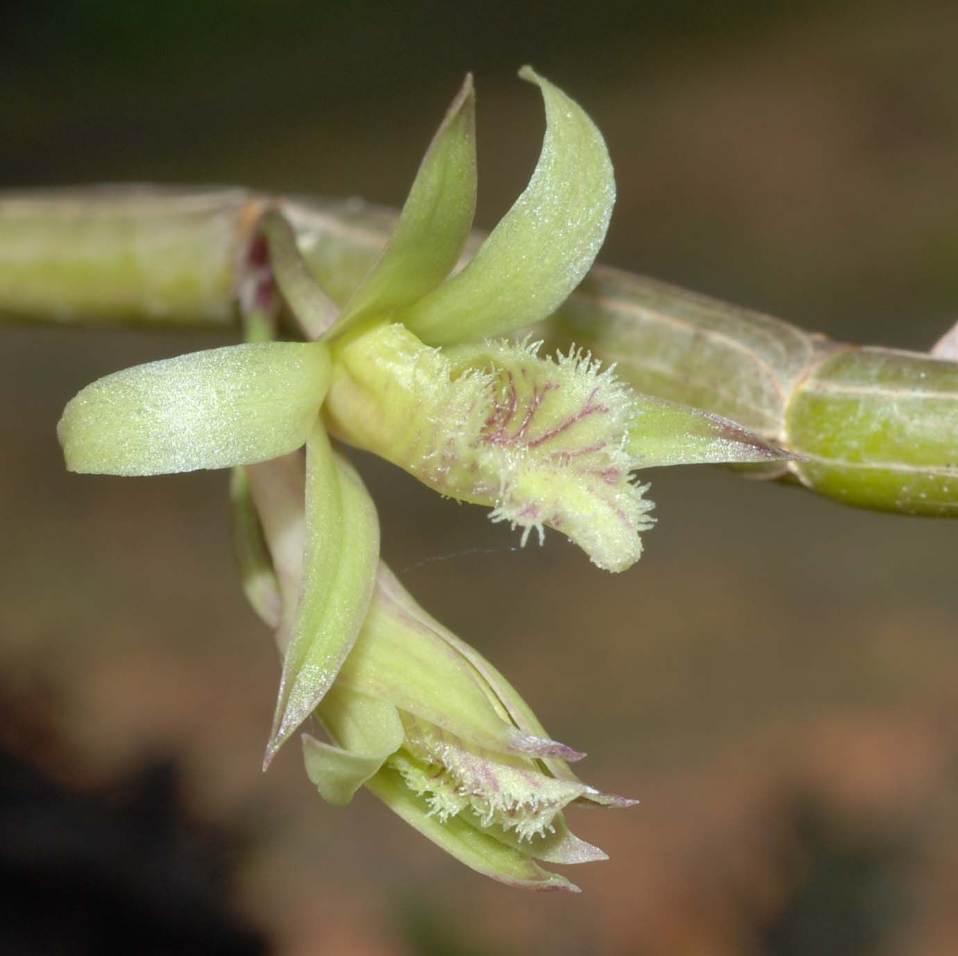 http://www.orchidspecies.com/orphotdir/dendrostuartii.jpg