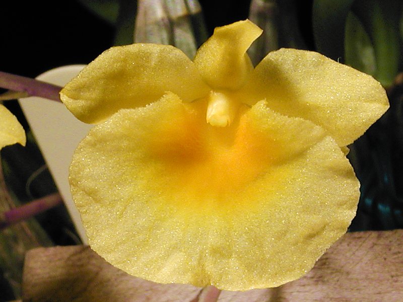 Dendrobium lindleyi shop
