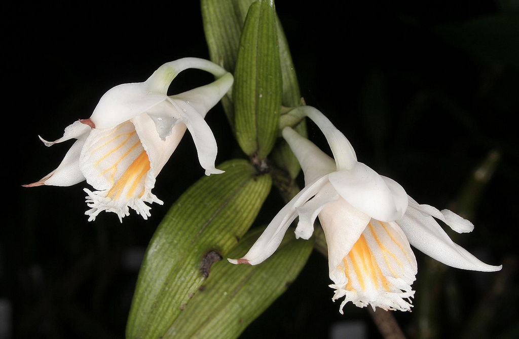 http://www.orchidspecies.com/orphotdir/denlongicornu.jpg